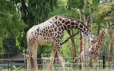 Mysore-Zoo