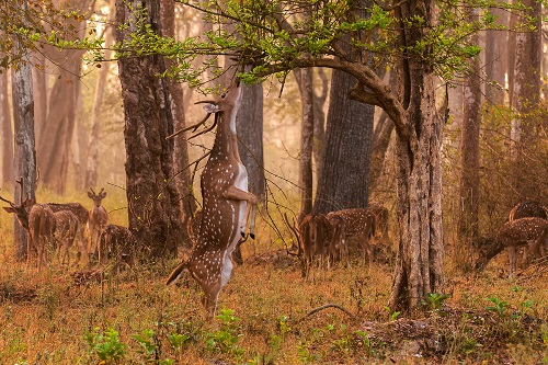 Mysore to Nagarhole Iruppu 2 days cab package