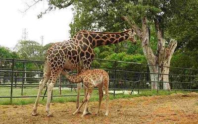 mysore_zoo_taxi