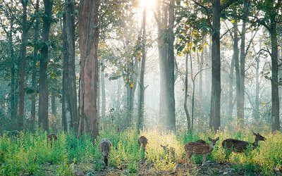 nagarahole_forest_cabs